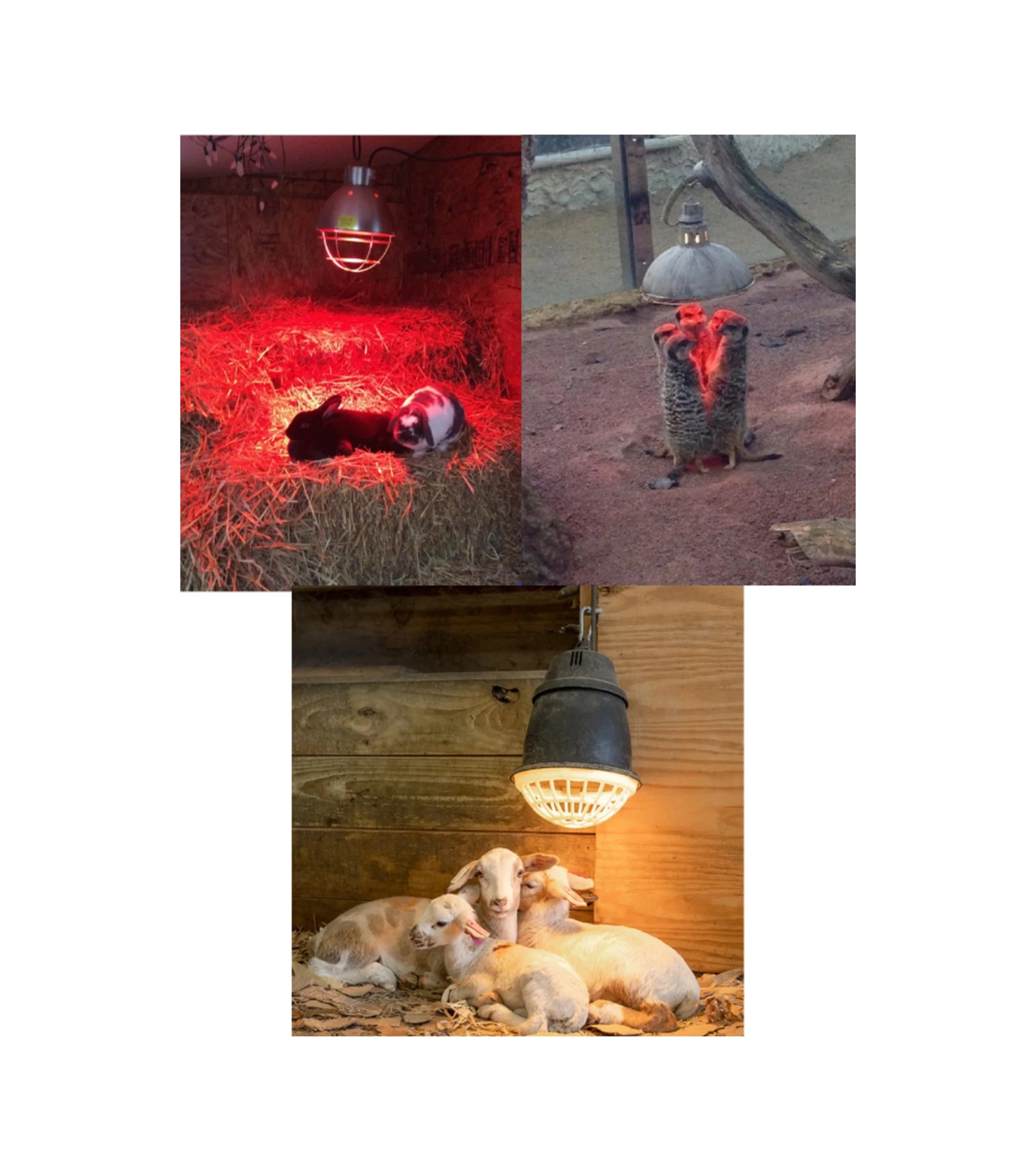 6 Adet 250w Kızılötesi Isıtıcılı Hayvan Isıtma Ve Kuluçka Lambası Kırmızı Işık E27 Kalın Duy