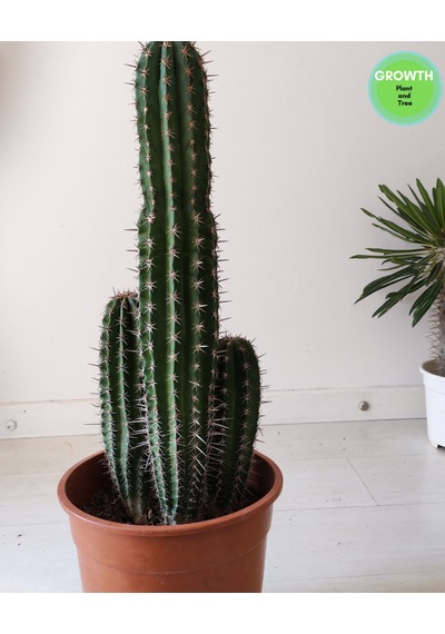 Pachycereus Pecten Aboriginum 1 Adet