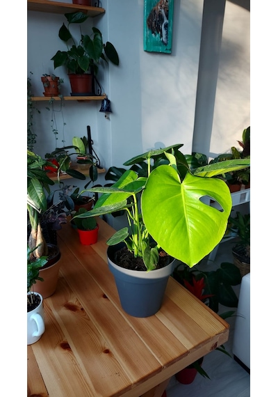 Monstera - Deve Tabanı 40 Cm 5735