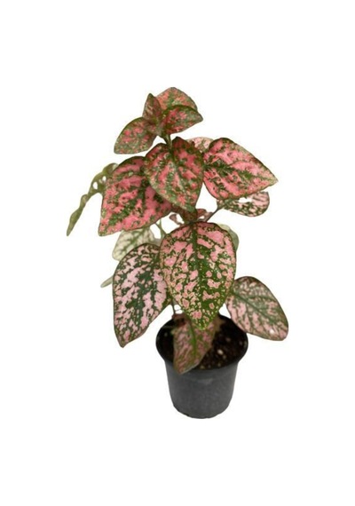 Puantiyeli Bitki  Hypoestes Phyllostachya 15-20 Cm Kırmızı N11.1478