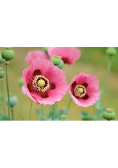 Pembe Gelincik Çiçeği Tohumu 25 Tohum Çiçek Tohumu + Y