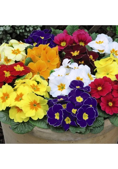Çuha Çiçeği Primula 50 Adet