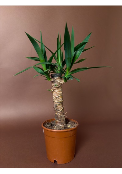 Mini Yuka 38 Cm Tek Gövdeli Kompakt Form