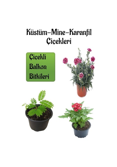 Küstüm Çiçeği 1 Adet 8/10cm +ebruli Karanfil Çiçeği 10-15cm+kırmızı Mine Çiçeği 10-15cm