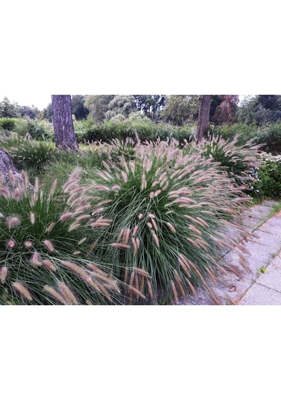 Pennisetum Çalısı 10'lu Set