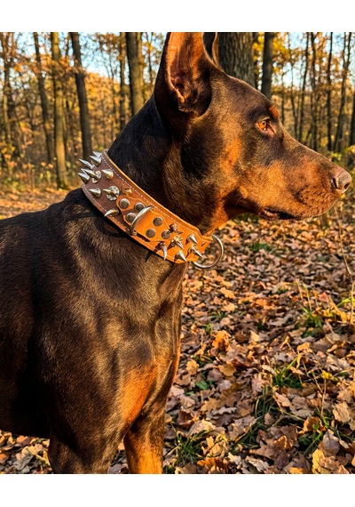 Deri Köpek Koruma Tasması Kahve