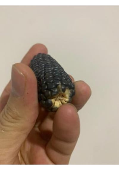 Ithal Mini Siyah Mısır Tohumu Ekim Seti