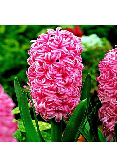 Hollywood Pembe Pearl Sümbül Soğanı 10 Adet