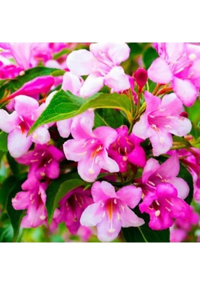 Gelin Tacı Weıgela Florıda Pembe Çiçekli Vangelya 30-40 Cm S