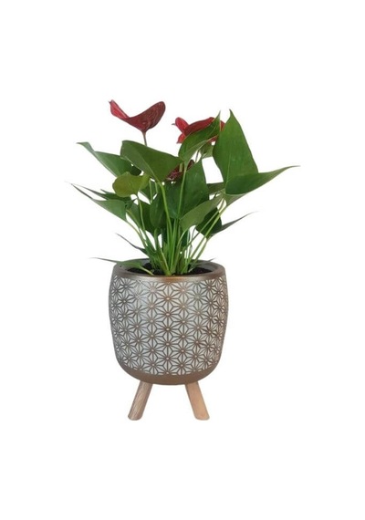 Mini Antoryum Gold Motif Desen Saksıda Flamingo Çiçeği