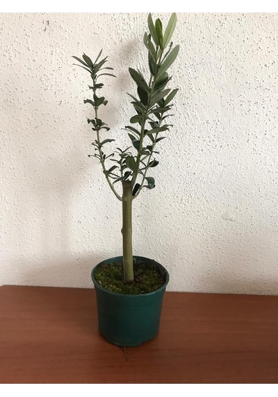 Minyatür Zeytin Fidanı