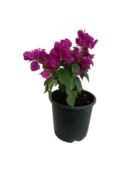 Çingene Mor Bougainvillea Begonvil Çiçeği Fidanı 10-20 Cm
