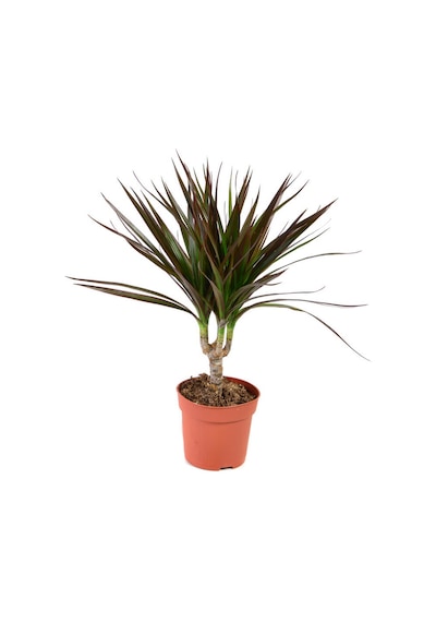 Madagaskar Dragon Ağacı – Dracaena Marginata - Tek Gövdeli Bordo