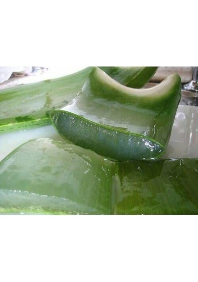 Serada Decor Plant Bol Yavrulu Aloe Vera Çiçeği Bitkisi Cilt İçin Uygun Sırrısabır Bitkisi