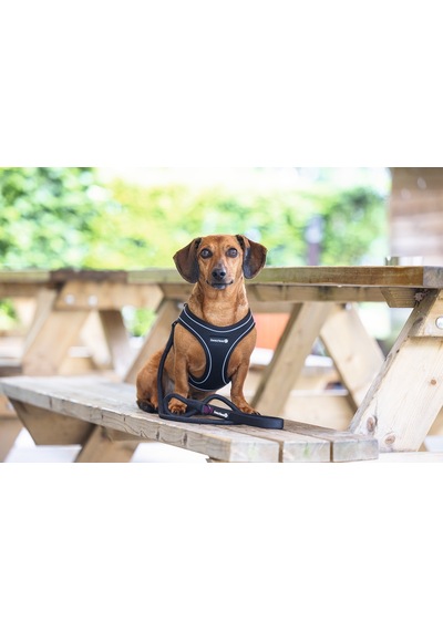 Beeztees Köpek Göğüs Tasması, Neopren, Siyah, S, 38-44cm Siyah