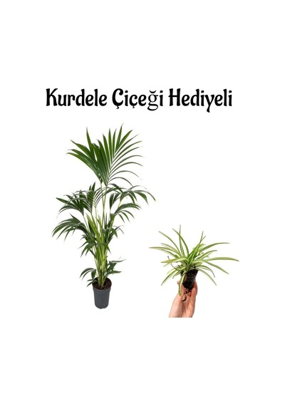 Areka Salon Palmiyesi Bitkisi Areca Paplm Sevgililer Gününe Özel Kurdele Çiçeği Hediyeli