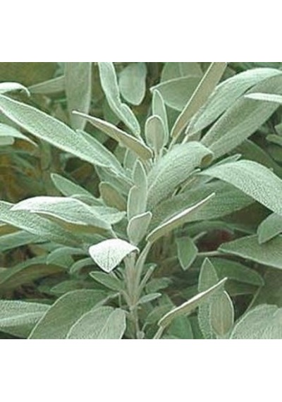 Adaçayı Fidanı Salvia Officinalis 15 20 Cm