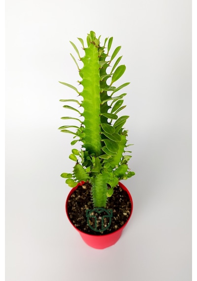 Süt kaktüsü Euphorbia Trigona yeşil Afrika süt ağacı kaktüsü 12cm