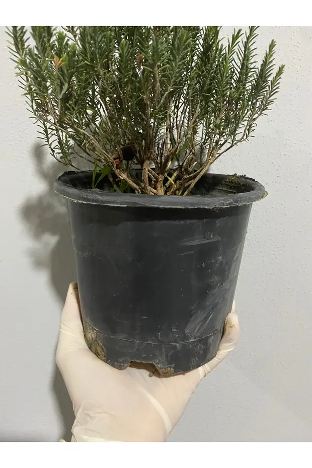 Doğal Kekik Fidanı Saksıda Canlı Ve Sağlıklı