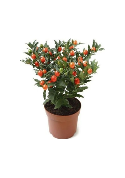 Cherry Saksılık Domates Tohumu 10 Adet Tohum