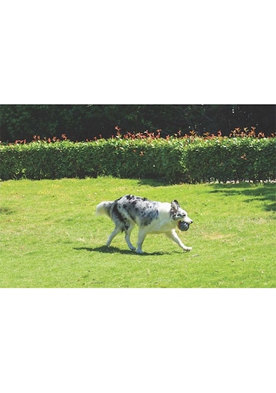 M-pets Coto Örgü Top Köpek Oyuncağı Gri 9,5 Cm 244-50026.01