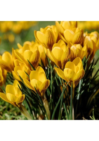 Sarı Renkli Dorothy Yellow Çiğdem Soğanı 5  Adet
