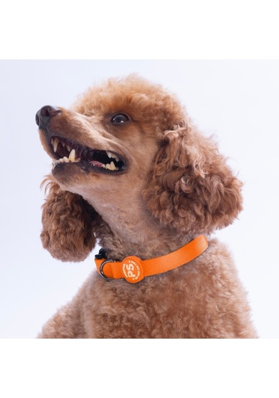 Neon Turuncu Köpek Boyun Tasması Ayarlanabilir Köpek Tasması M