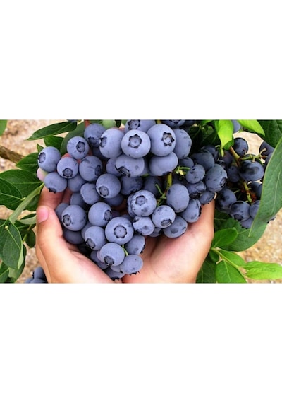 Yaban Mersini Tohumu Blueberry Tohumu 25 Adet Tohum