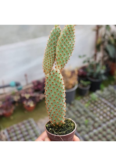Tavşan Kaktüs / Sarı Dikenli opuntia Microdasys Albata . 5.5 Cm