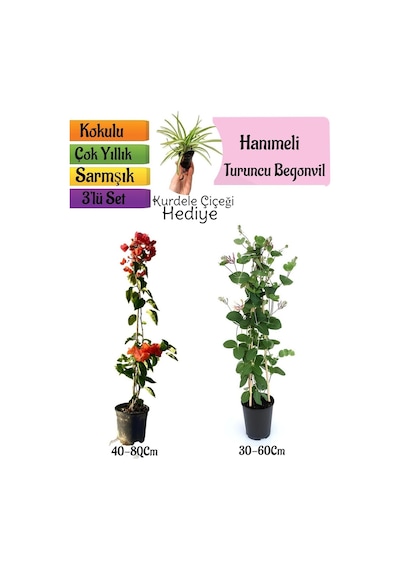 Turuncu Begonvil+kokulu Hanıme Çiçeği+kurdele Çiçeği 3'lü Peyzaj Seti
