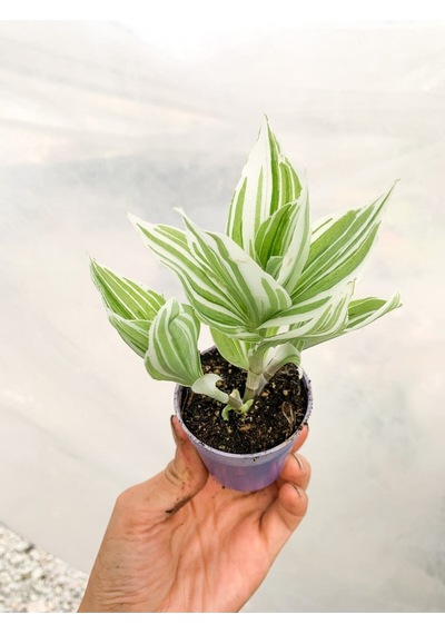 1 Adet Beyaz Alacalı Telgraf Çiçeği 10-15 Cm Saksılı Çiçekli Bodur Tradescantia Albiflora
