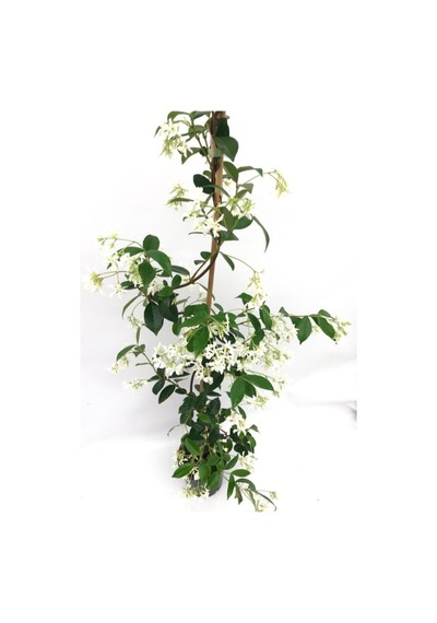 Videolu Arap Yasemini Beyaz Kokulu 80 150 Cm 1 Adet Saksılı Dış Mekan Bitkisi White Jasmine