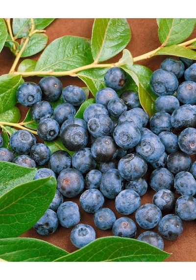 2 Adet Tüplü Yaban Mersini Vaccinium Corymbosum Fidanı - 2 Yaşı