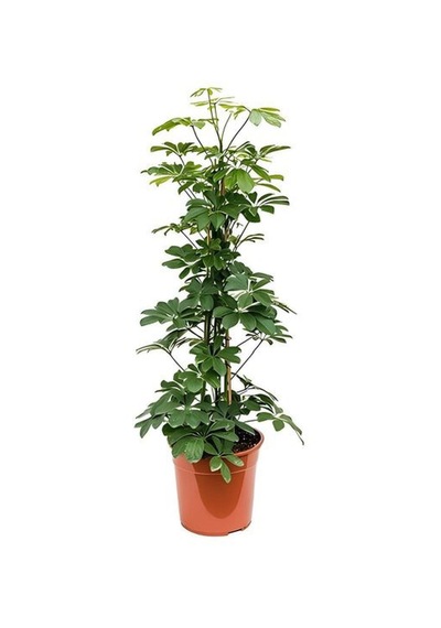 Yeşil Şeflera 2'li Dikim 40-60cm-yeşil Benjamin-kauçuk 2'li Salon Ofis Çiçek Seti