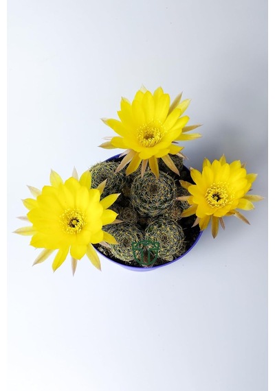 Lobivia Arachnacantha Kolay Bakım Kaktüs 8.5 Cm Saksıda
