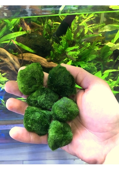 Yosun Topu Moss Ball 1 Ad Minyatür Çap 1 Cm
