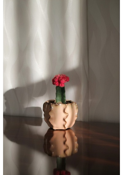 Özel Tasarım Seramik Saksıda Canlı Pembe Ay Kaktüsü Gymnocalycium