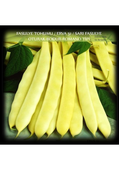 Özel Fasülye Tohumu 250 GR 650+ Adet Erva 51 Sarı Fasulye Tohum