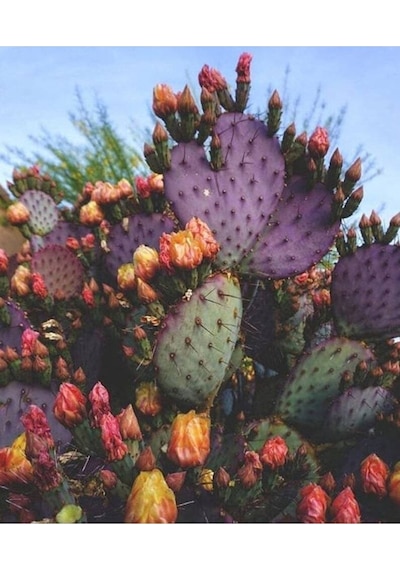 10 Adet Purple Opuntia Violacea V. Santa Rita Kaktüs Tohumu