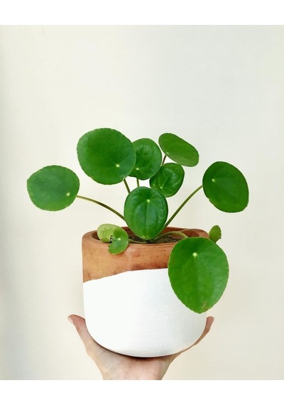 Pachira & Pilea & Paşa Kılıcı