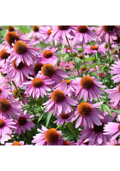EKİNEZYA FİDESİ 5 ADET - KONİ ÇİÇEĞİ Echinacea Purpurea