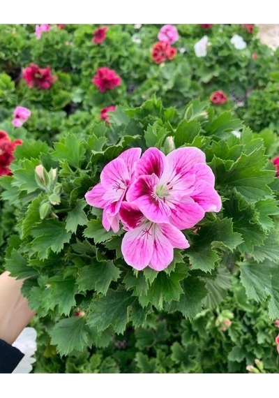 Ceylan Gözü Sardunya Çiçeği Fidanı Lila 10-20 Cm