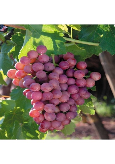 Tüplü Sofralık Çekirdeksiz Flame Seedless Üzüm Fidanı