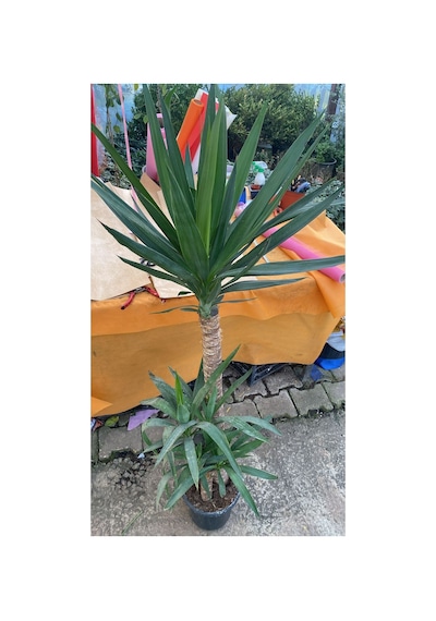3'lü Yucca Saksı Çiçeği