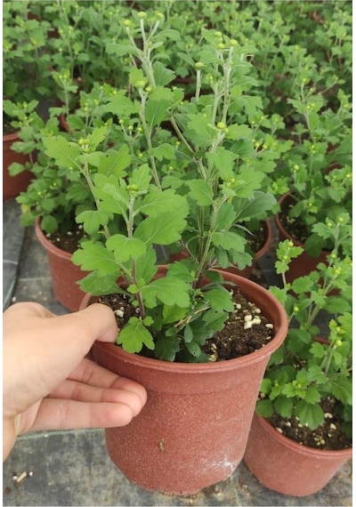 Açık Mor Kasımpatı Çiçeği Saksıda 10-20 Cm