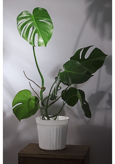 Monstera Deliciosa - Deve Tabanı Canlı Salon Bitkisi - 80 - 100 Cm