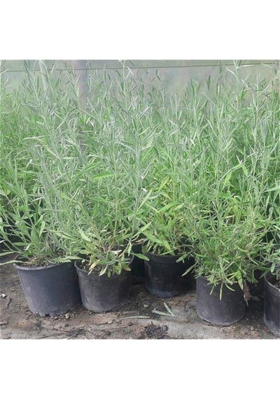 Saksılı Lavanta Fidanı 1 Adet 30-40 Cm Lavandula Intermedia