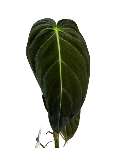 Philodendron Melanochrysum 3371