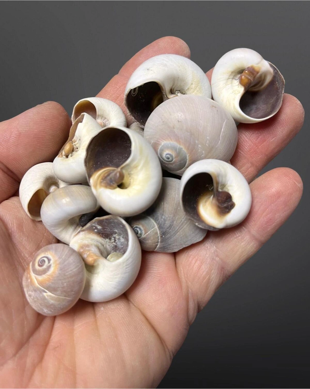 Gerçek Deniz Kabuğu - Aydede Salyangozu - Neverita Didyma - 80 Gram