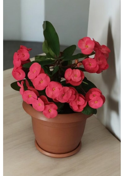 İç Mekan Bitkisi Ev Ve Balkonda Bakılır Cins Pembe Euphorbia Taç Çiçeği Minik 16.17cm
